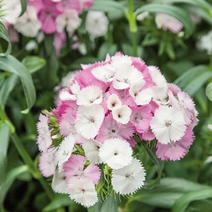 Picture of Dianthus Barbatus - Sweet Pink Magic